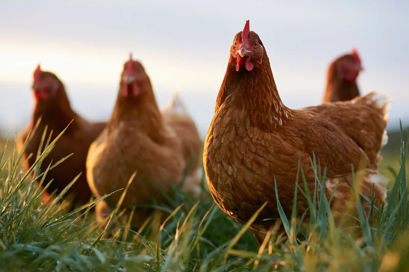Brown hens foraging in tall green grass on a farm field