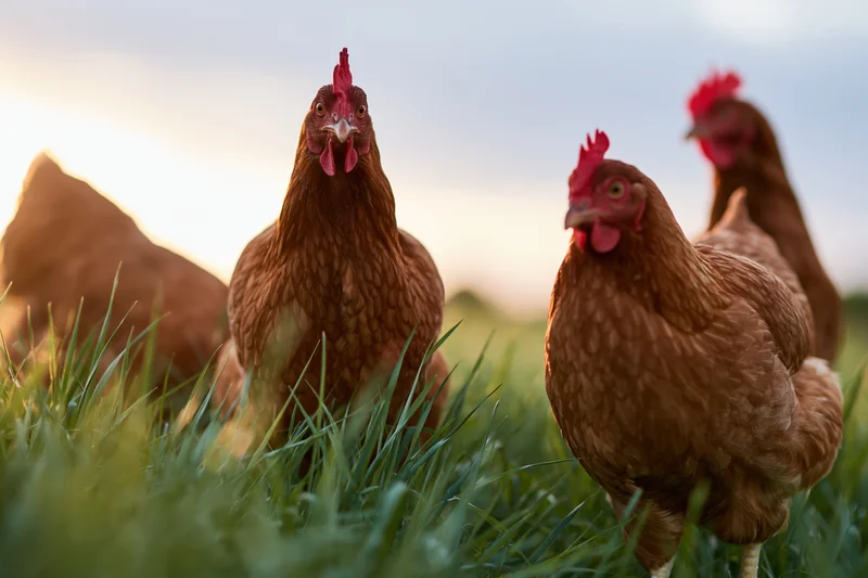 Brown hens foraging in tall green grass on a farm at golden hour