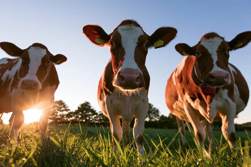 Three red-and-white holstein friesian cows standing in a grassy pasture at sunset