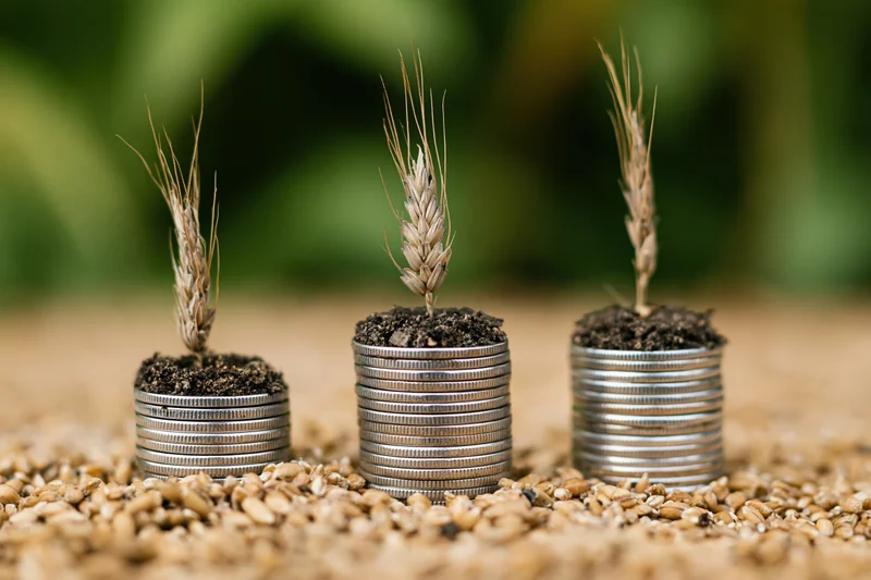 Three stacks of coins topped with soil and wheat sprouts arranged in increasing height on a grain-covered surface