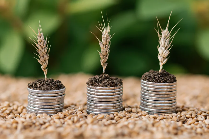 Three stacks of coins topped with soil and wheat sprouts arranged in increasing height on a bed of grains