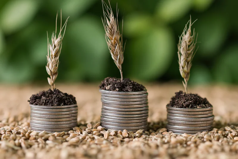 Three stacks of coins topped with soil and wheat sprouts arranged on a bed of grains