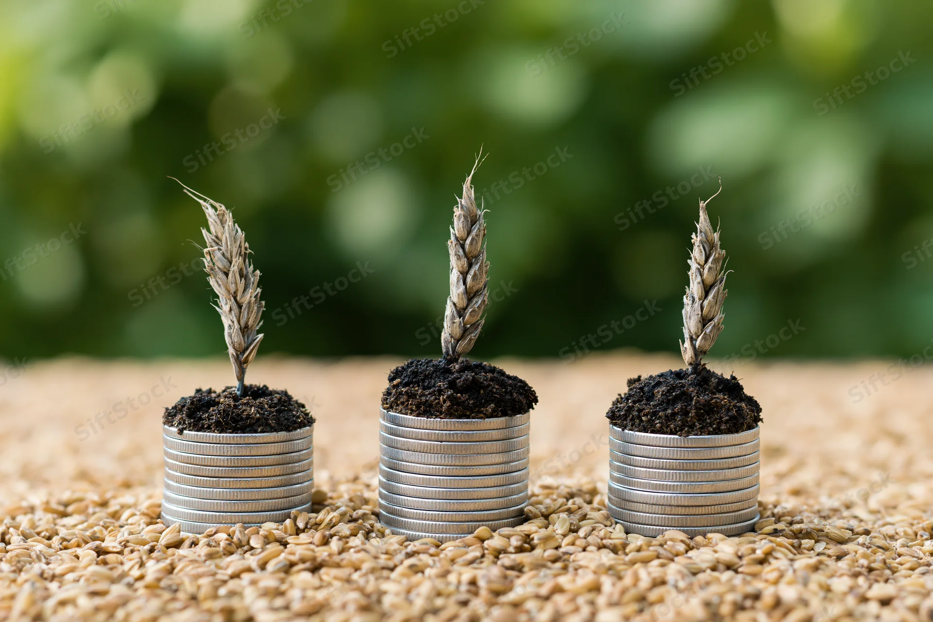 Three stacks of coins increasing in height each topped with soil and a wheat stalk on a bed of grains
