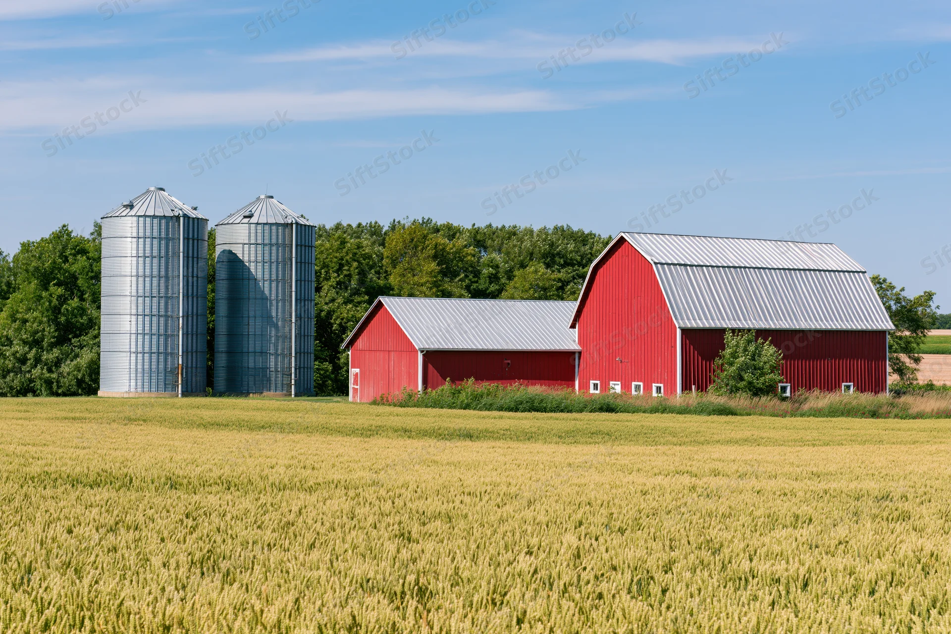 Red barn complex with two silver grain silos in a golden wheat field under a blue sky