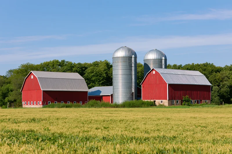 Red barns and silver grain silos in a wheat field under a blue sky