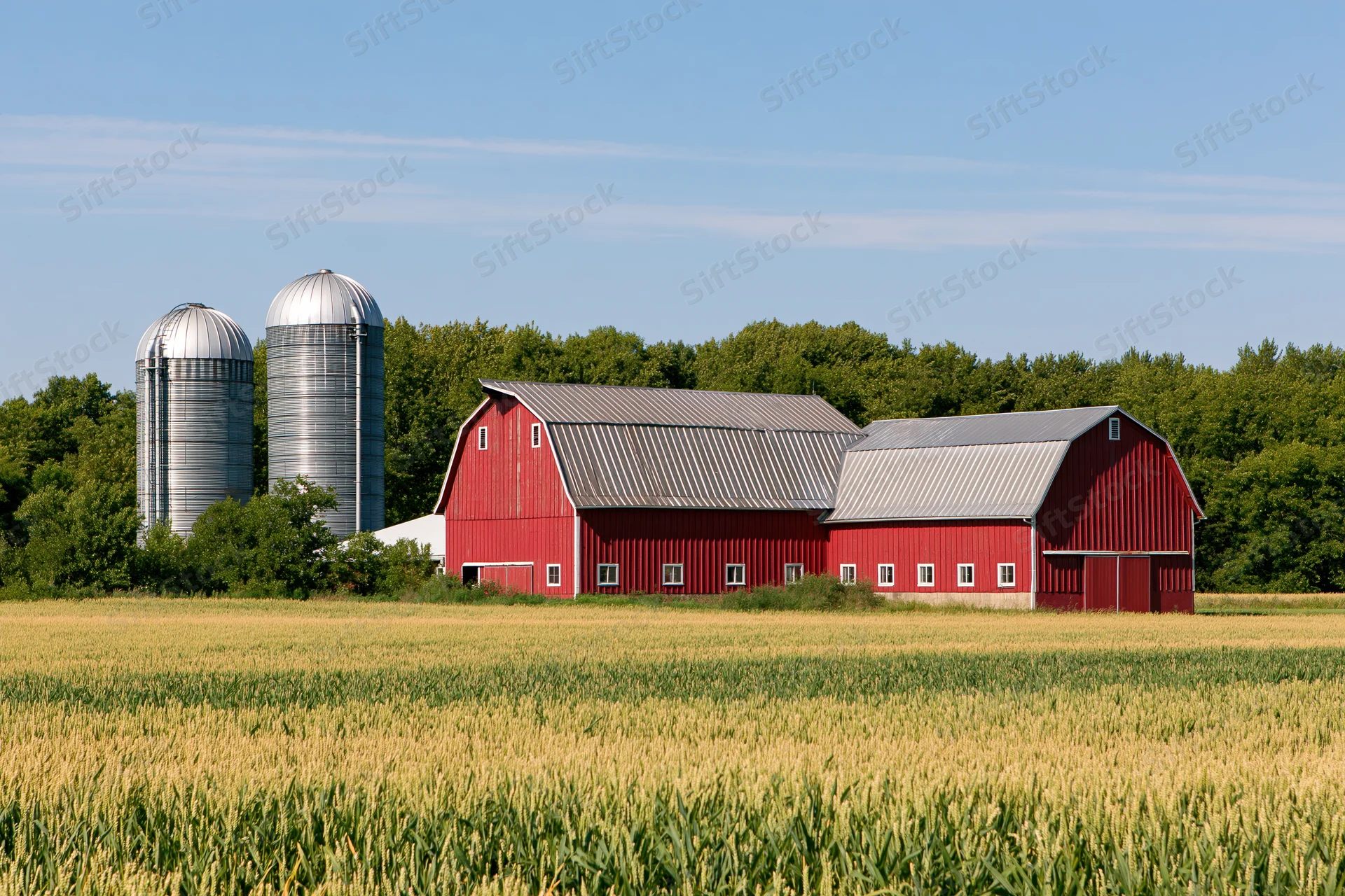 Red barn complex with two silver grain silos in a cornfield under a blue sky