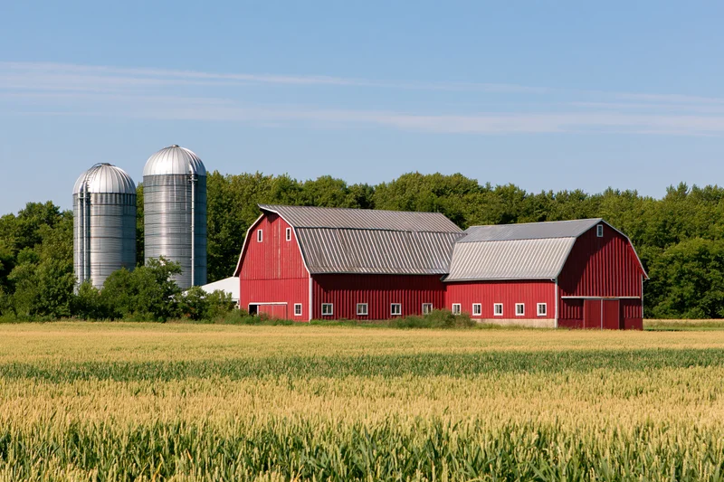 Red barn complex with two silver grain silos in a cornfield under a blue sky