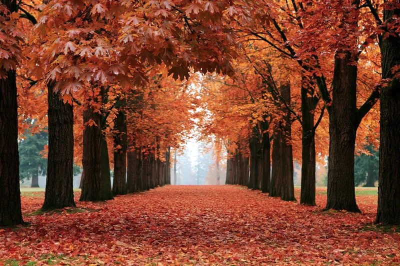 Maple trees lining a park alley covered in fallen autumn leaves