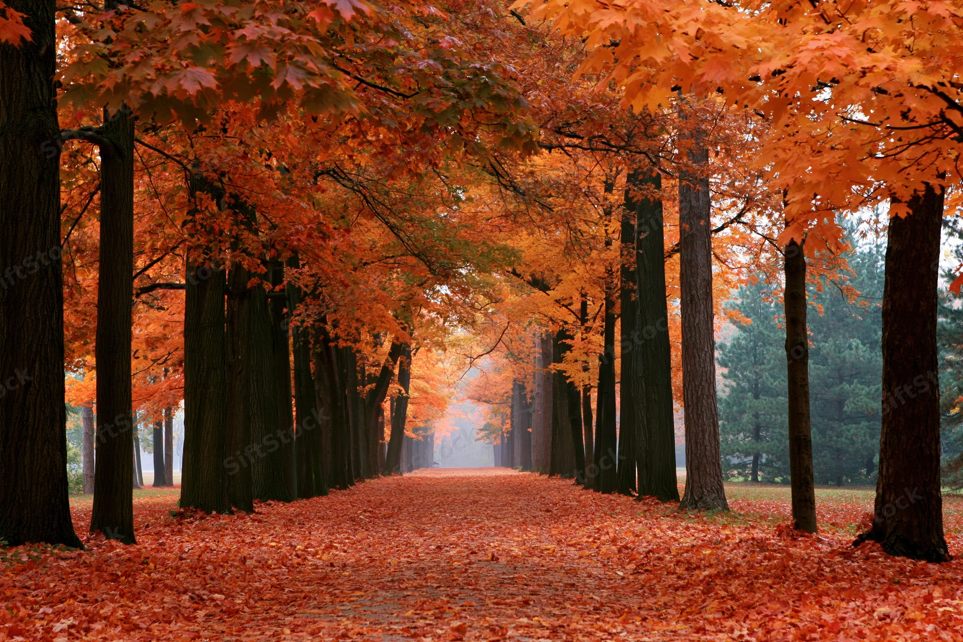 Maple tree-lined alley in autumn park covered in fallen orange leaves