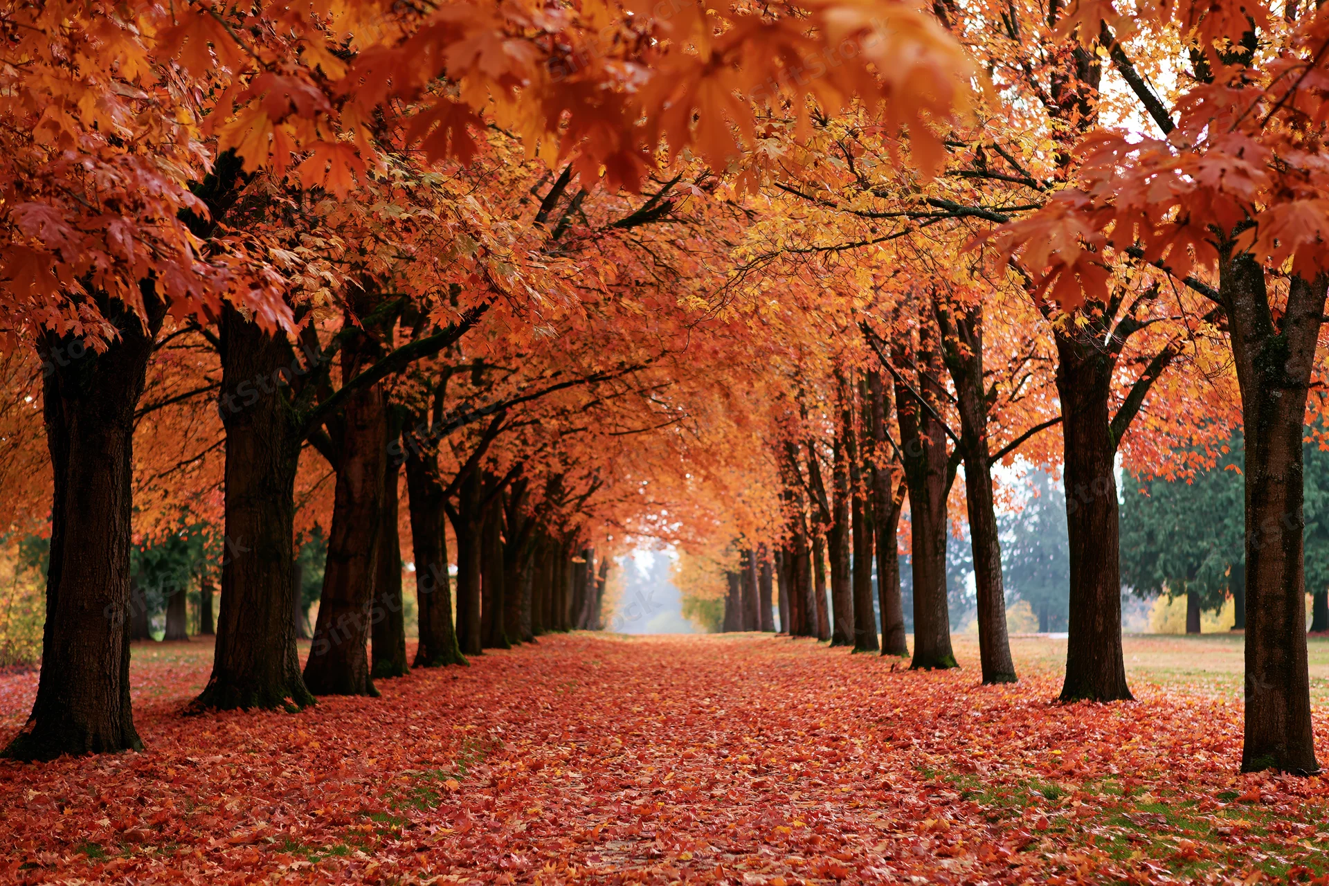 Tree-lined alley in autumn with fallen maple leaves covering the path in a park