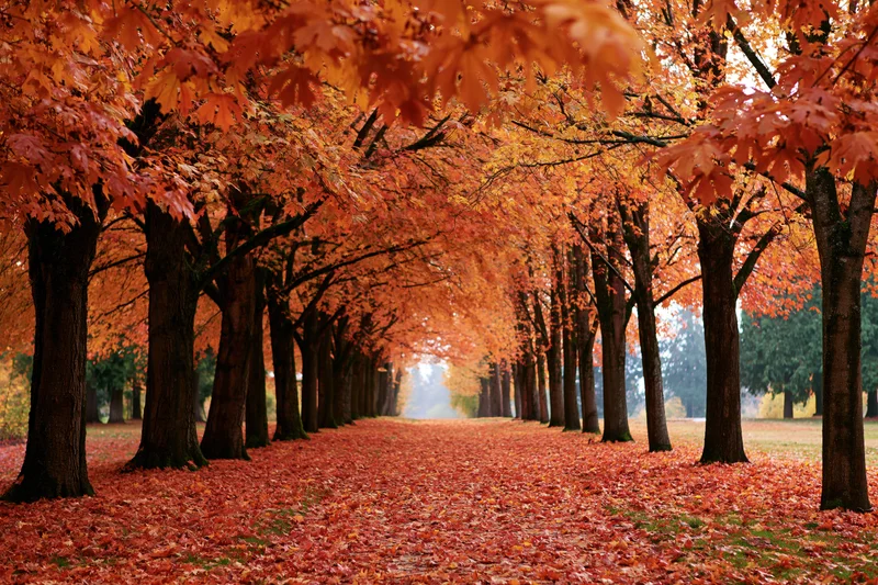 Tree-lined alley in autumn with fallen maple leaves covering the path in a park