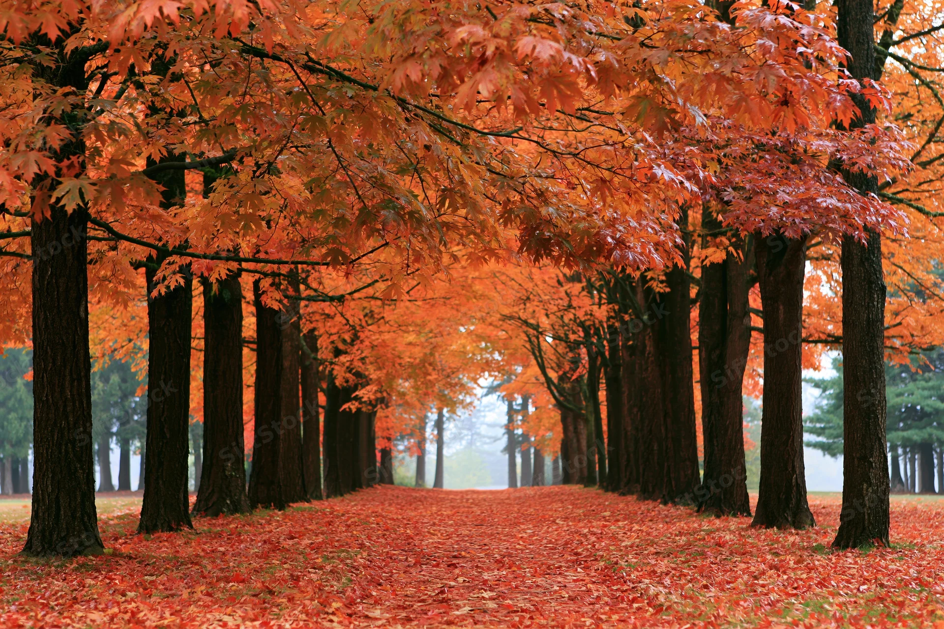 Maple trees lining a path covered in fallen red and orange leaves in a park during autumn