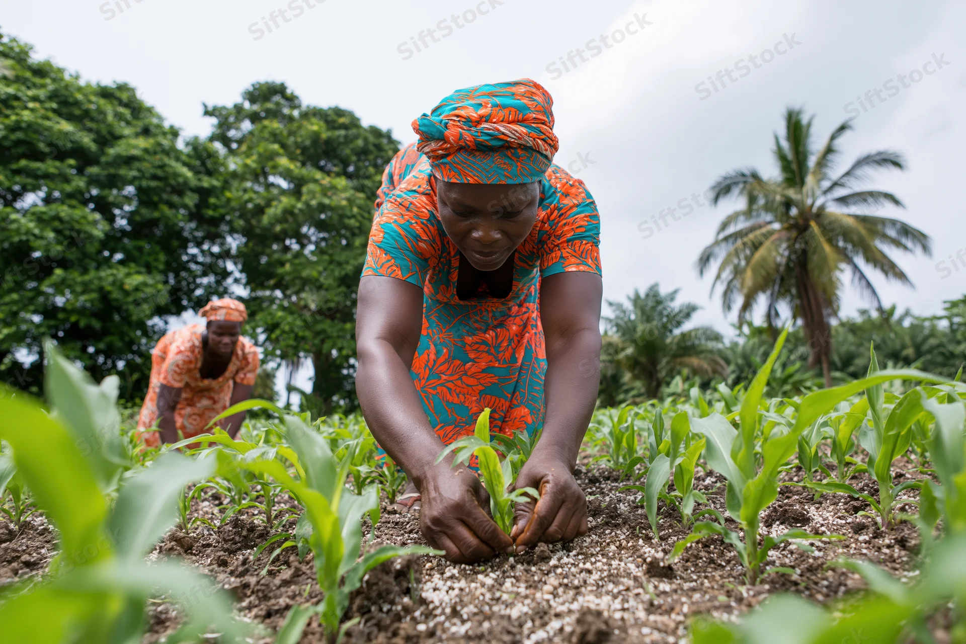 African woman planting maize seedlings in a rural field