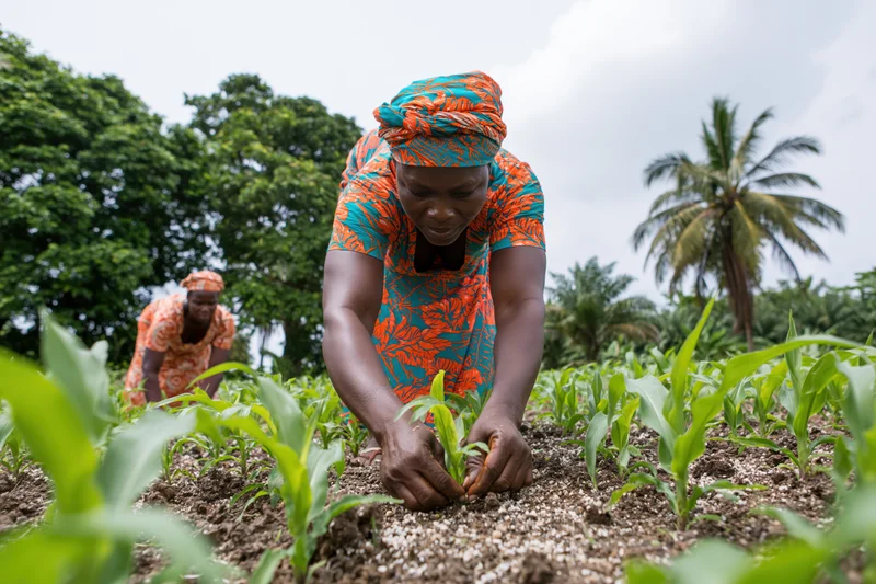 African woman planting maize seedlings in a rural field