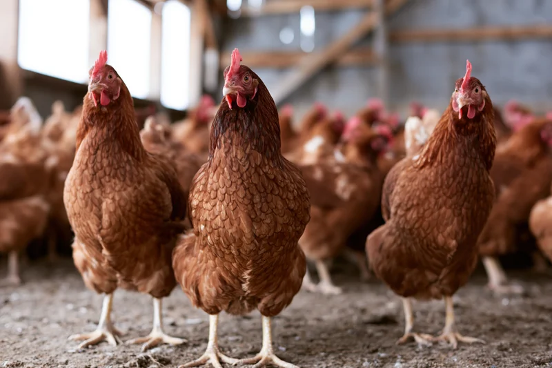 Three Rhode Island Red hens standing alert in a crowded barn with other chickens in the background