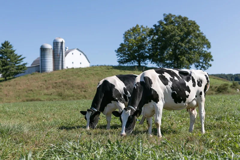Two holstein cows grazing side by side in a grassy pasture with a barn and silos on a hill in the background