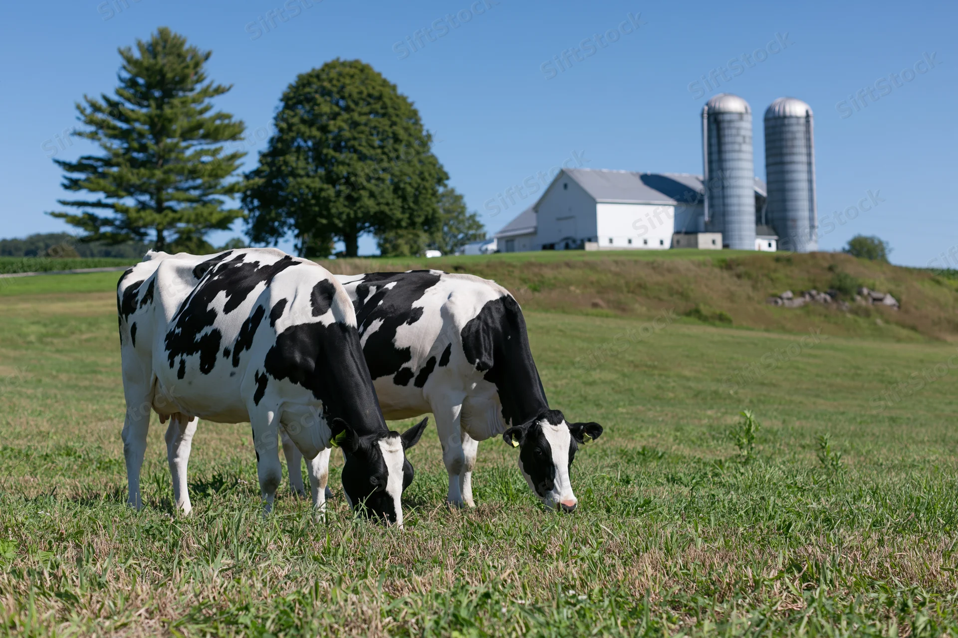 Two holstein cows grazing side by side in a grassy pasture with a barn and silos in the background