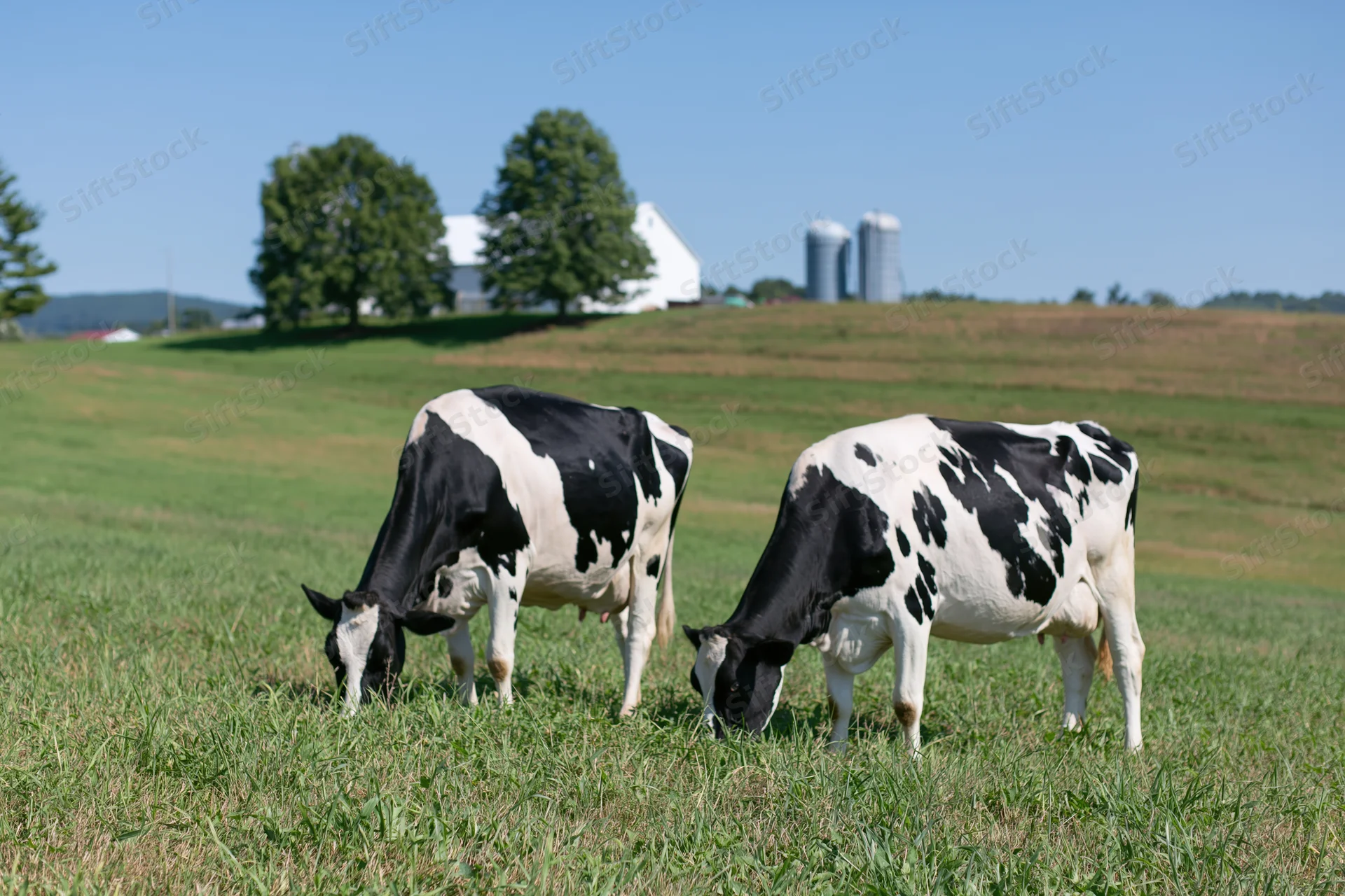 Two holstein cows grazing side by side in a green pasture with a farm and silos in the background