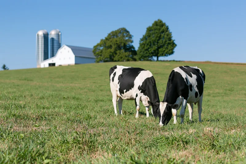 Two holstein cows grazing side by side in a green pasture with a white barn and silos in the background