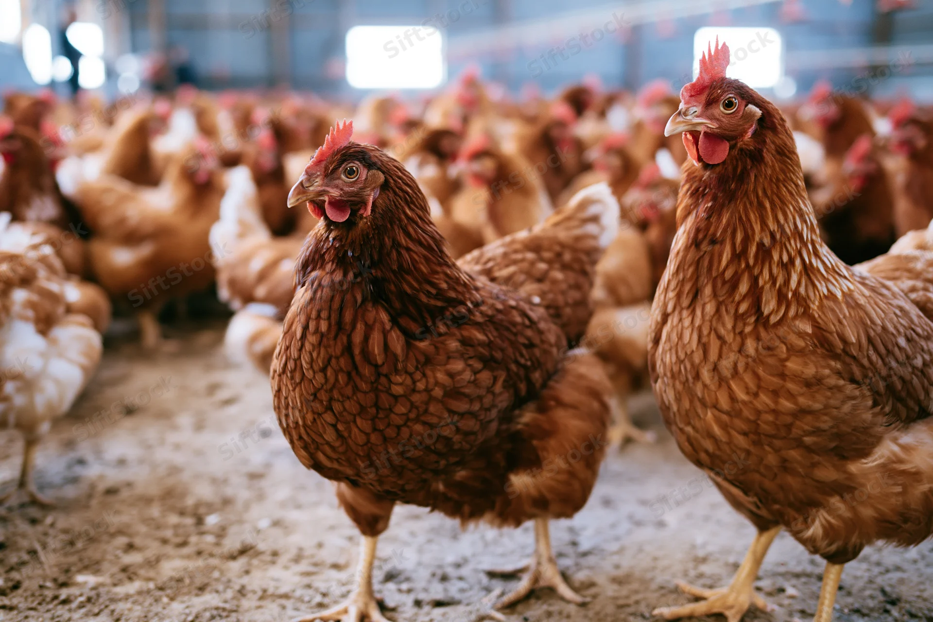 Two brown hens standing alert in a crowded barn with other chickens in the background