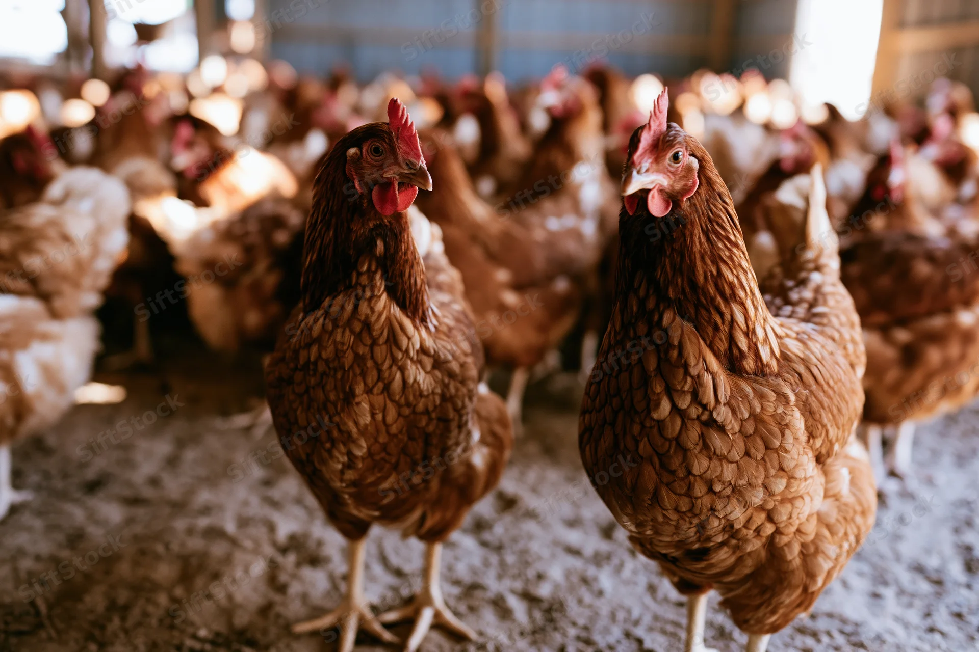 Two brown hens standing alert in a crowded barn with other chickens in the background