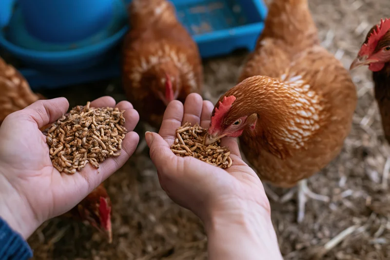 Hands offering dried mealworms to chickens in a coop setting
