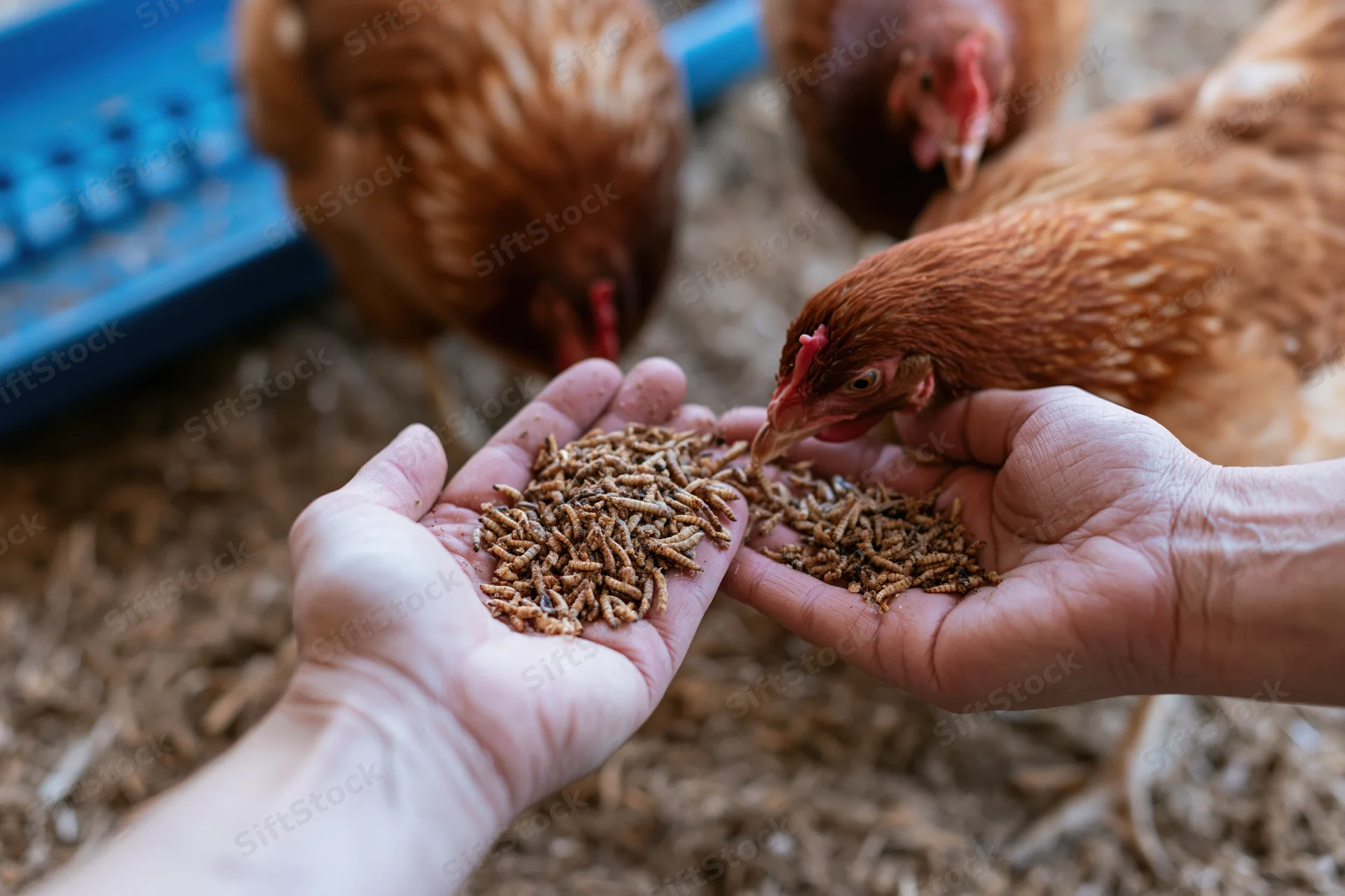 Hands holding dried mealworms offered to chickens in a coop