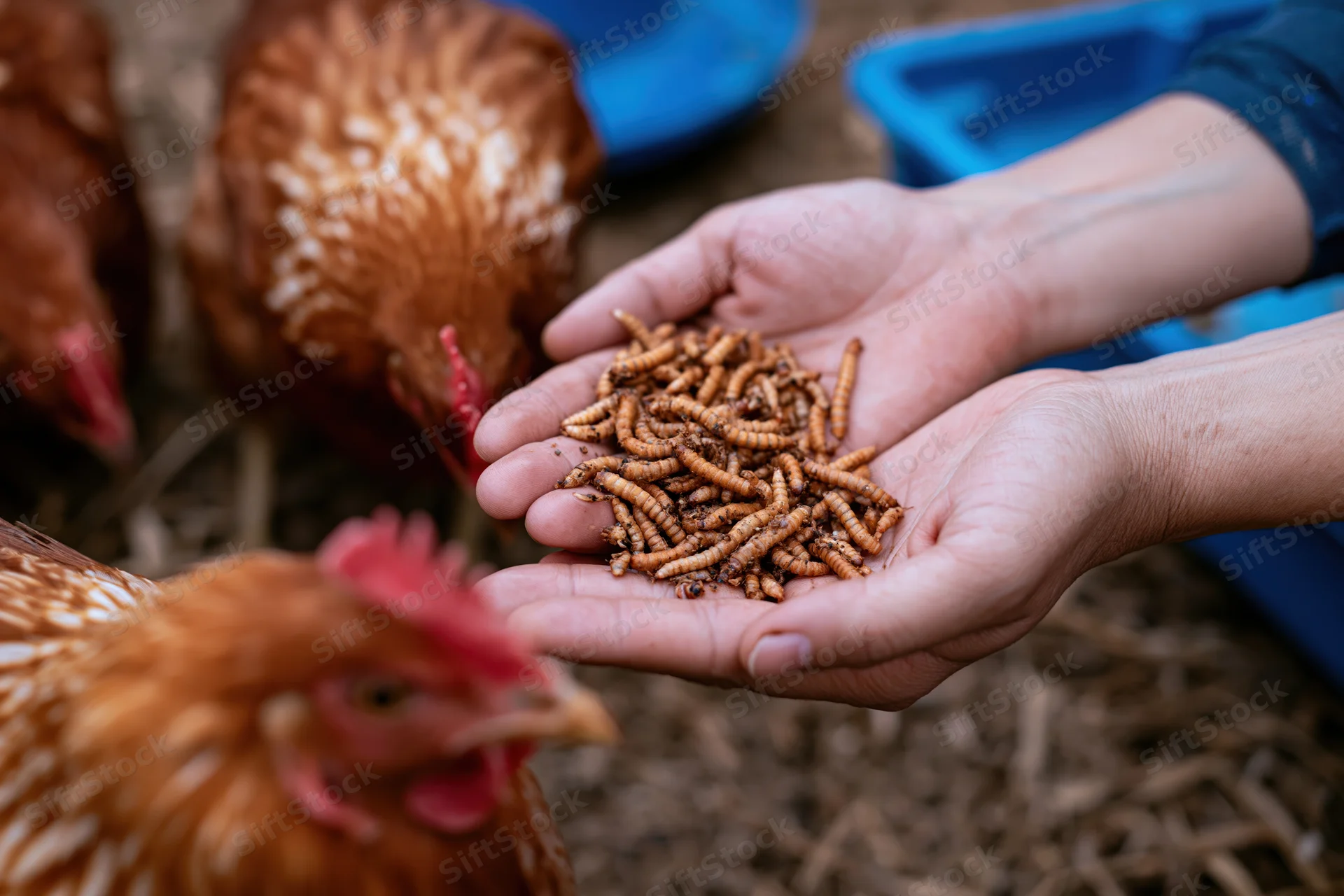 Cupped hands holding dried mealworms offered to chickens in a coop setting