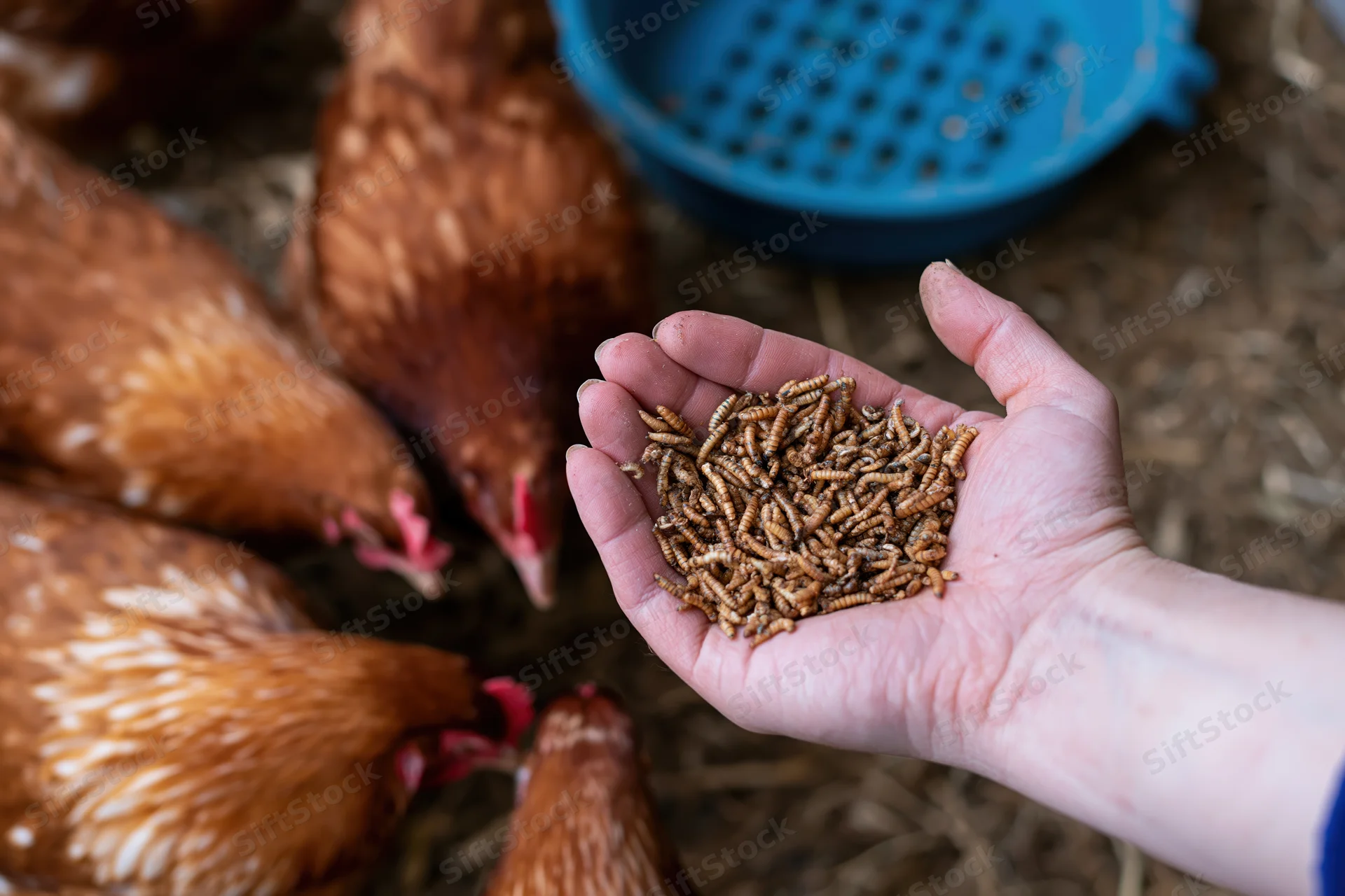 Hand holding dried mealworms offered to chickens in a farm coop