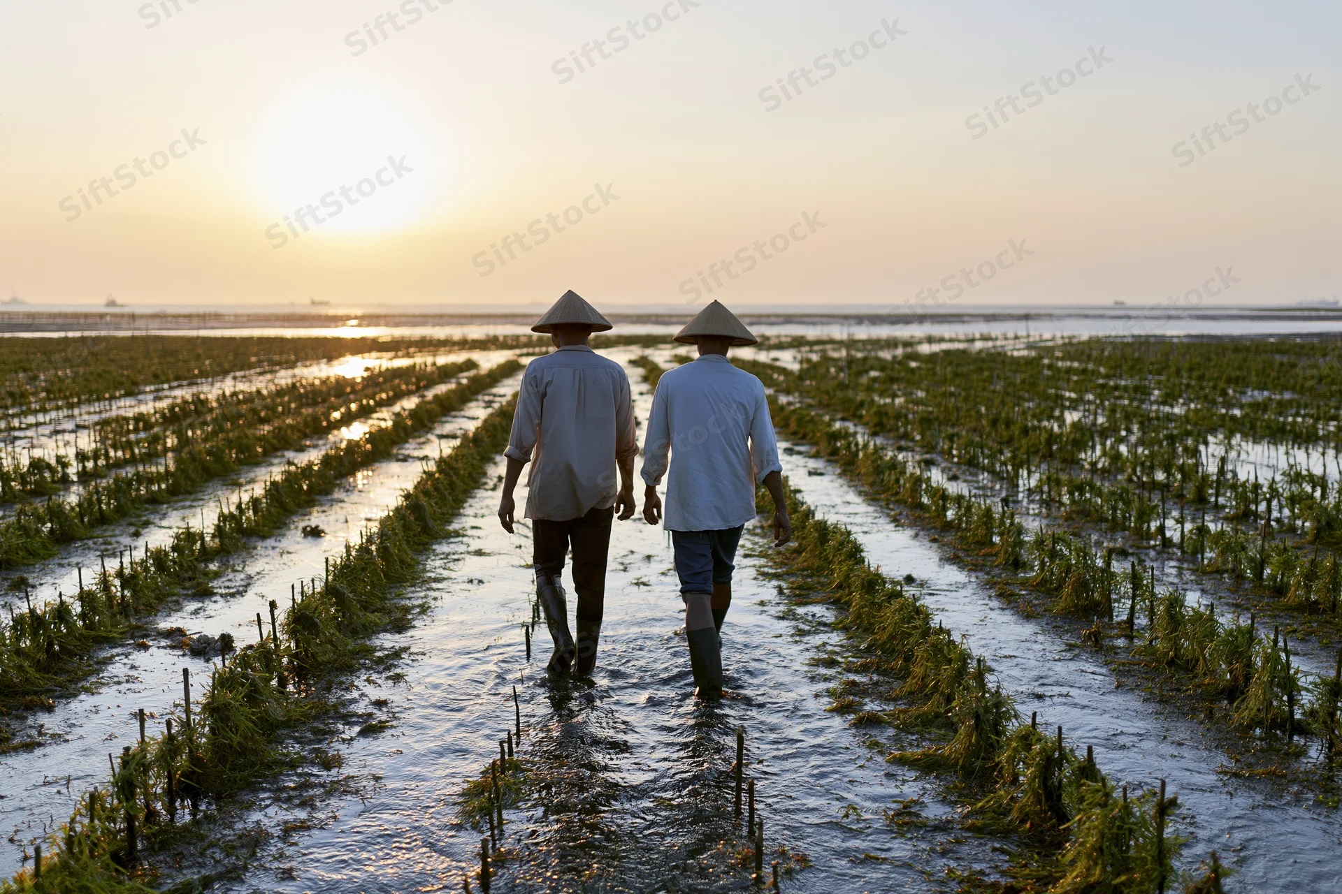 Two farmers walking through a seaweed farm at low tide in a coastal wetland