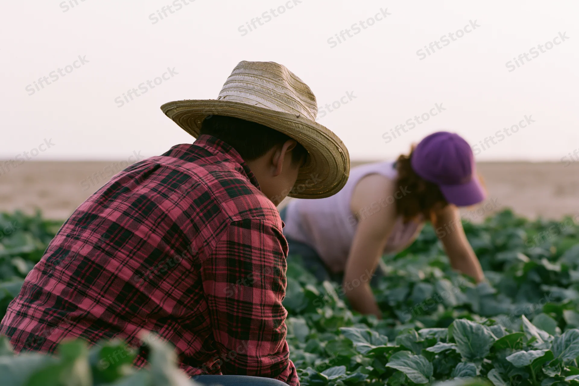 Two farmworkers bent over harvesting leafy crops in a field