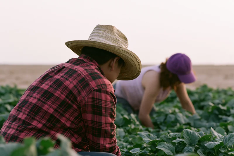 Two farmworkers bent over harvesting leafy crops in a field
