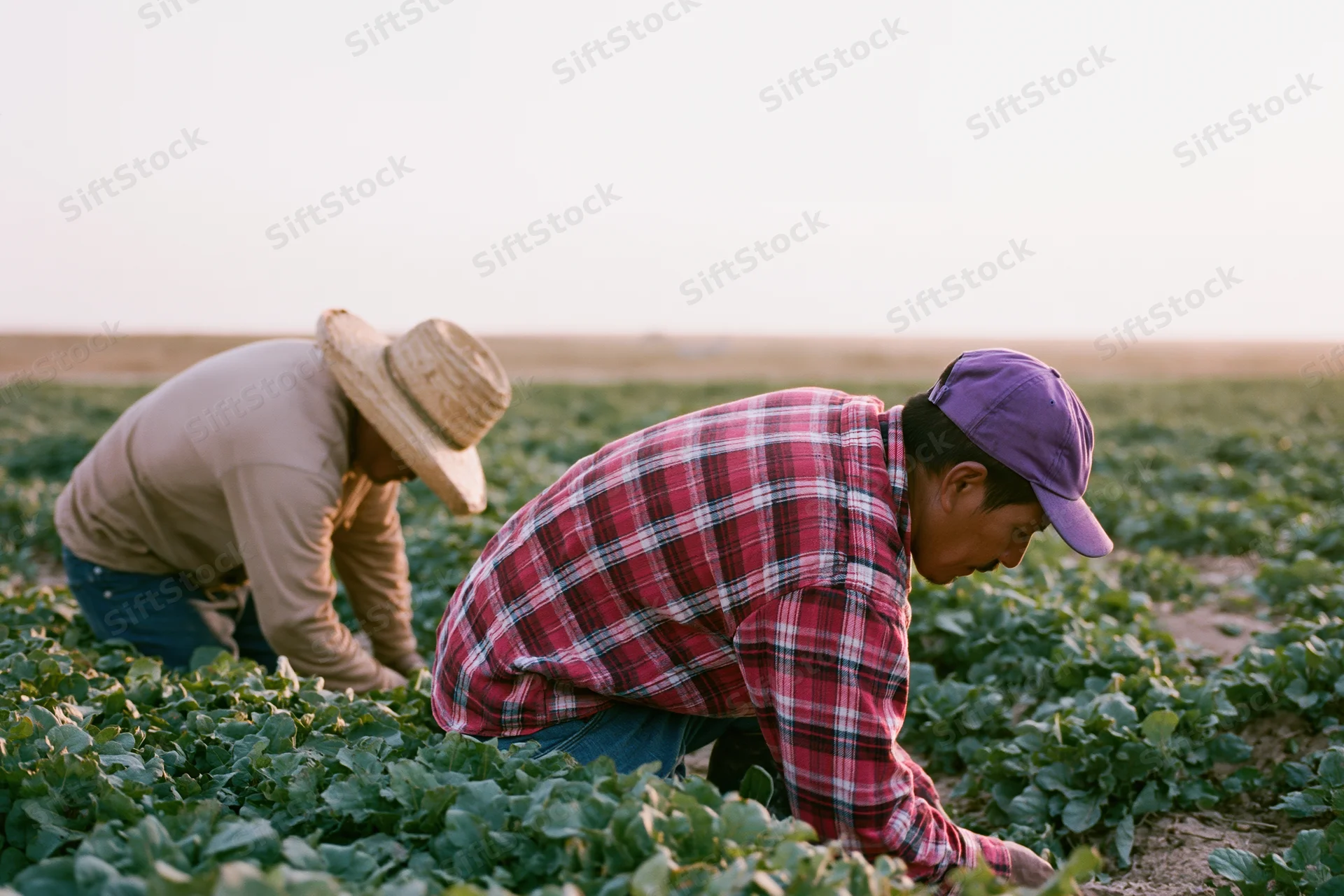 Two farmworkers bending over to harvest leafy crops in a rural field