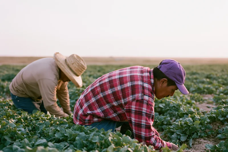 Two farmworkers bending over to harvest leafy crops in a rural field