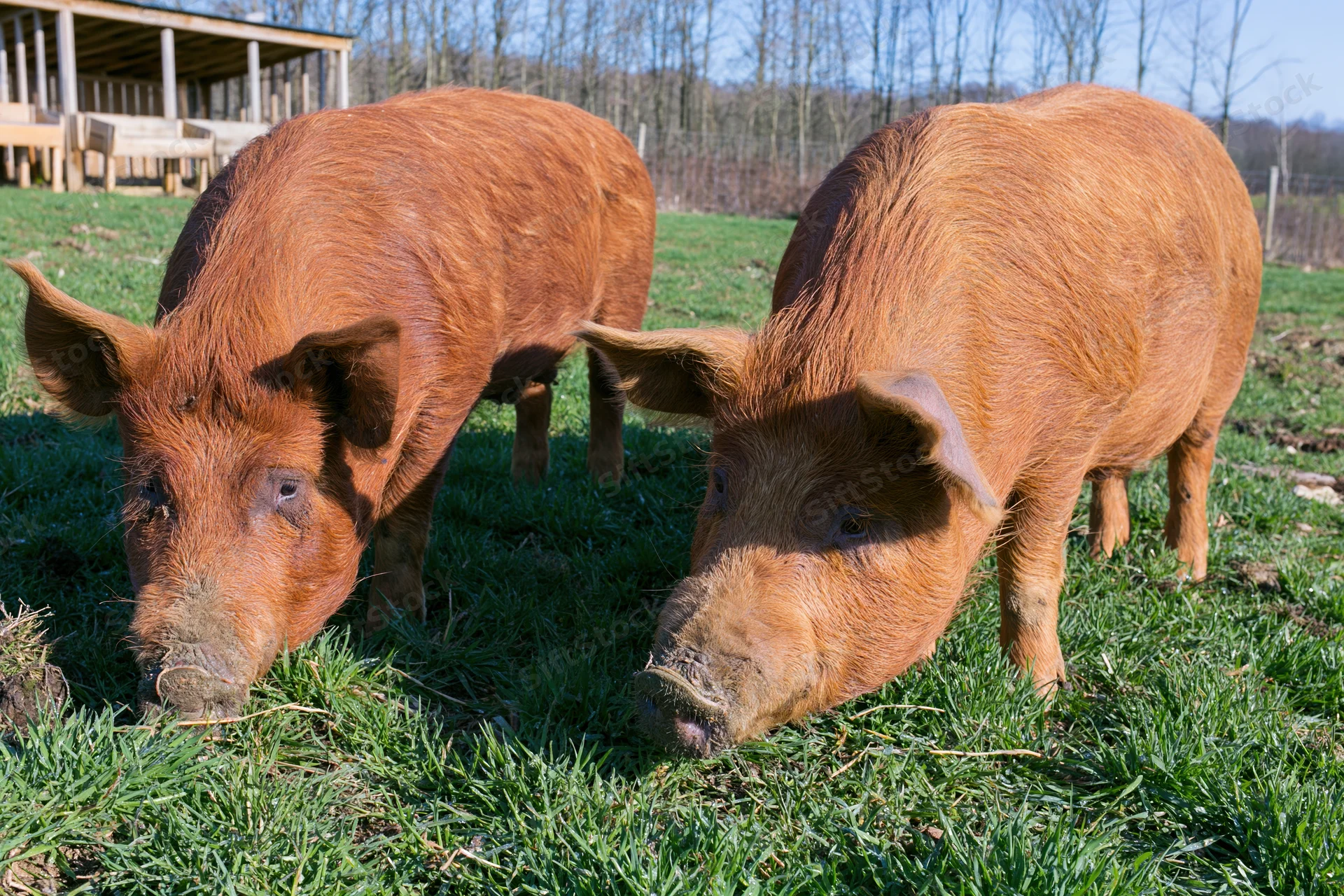 Two tamworth pigs grazing on green pasture in rural farm setting
