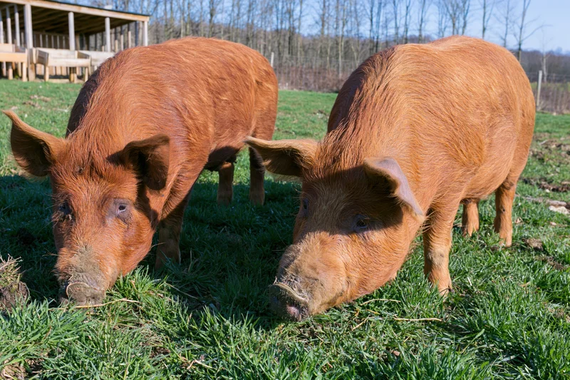 Two tamworth pigs grazing on green pasture in rural farm setting