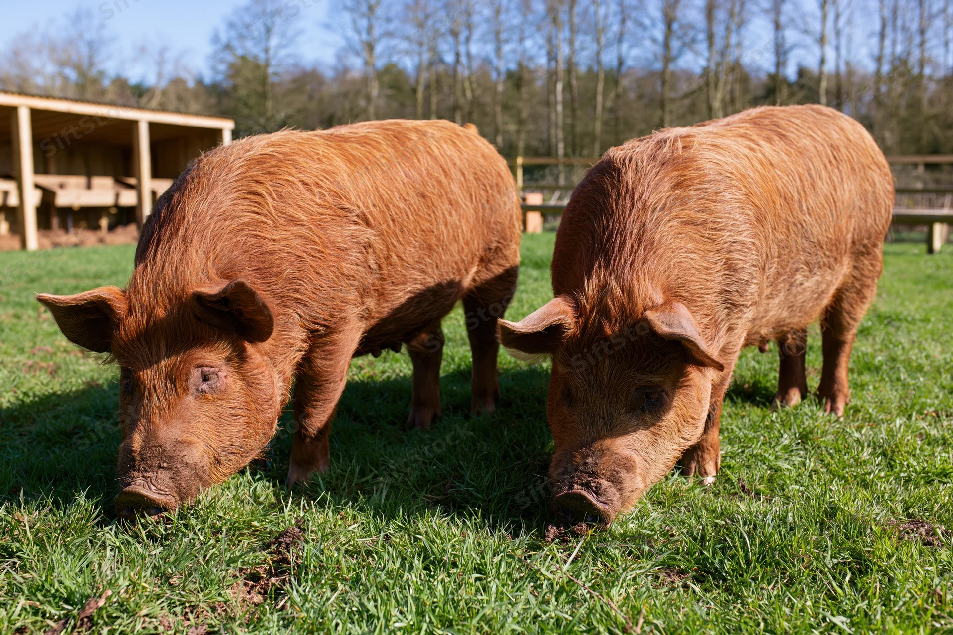 Two tamworth pigs grazing on green pasture near a wooden shelter