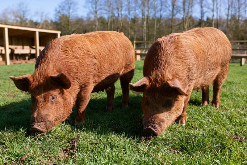 Two tamworth pigs grazing on green pasture near a wooden shelter