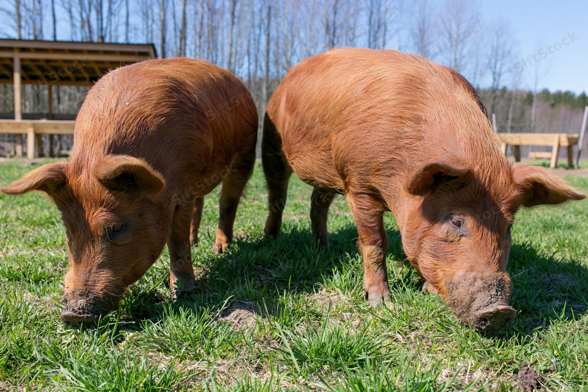 Two tamworth pigs grazing on green pasture near wooden shelter