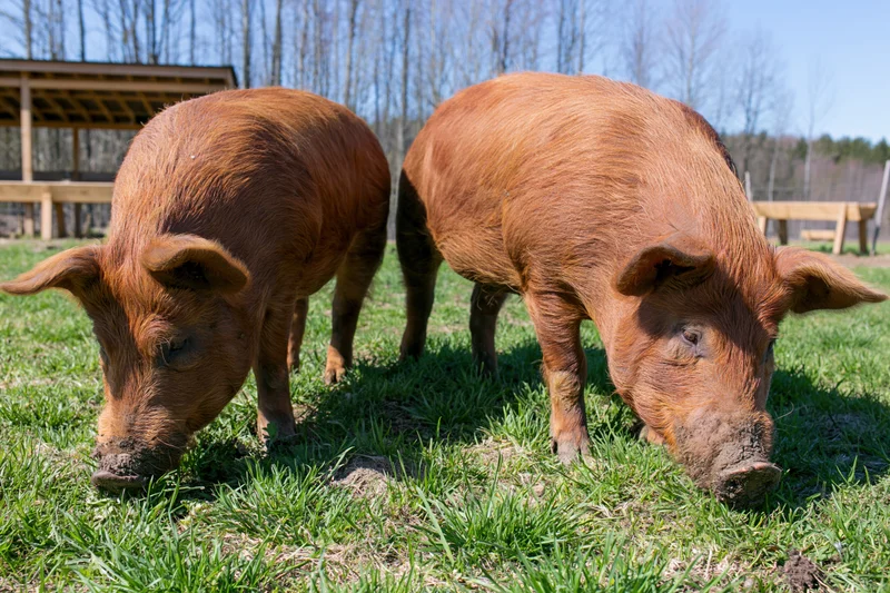 Two tamworth pigs grazing on green pasture near wooden shelter