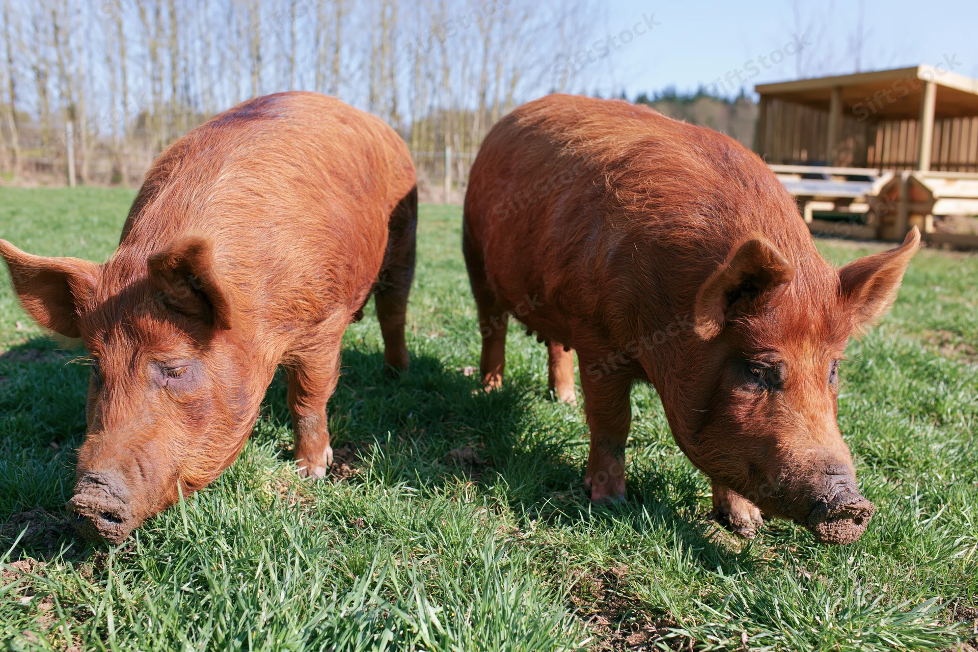 Two tamworth pigs grazing on green pasture near wooden shelter