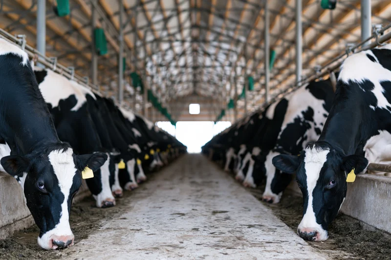 Holstein dairy cows feeding in rows along concrete troughs inside a barn
