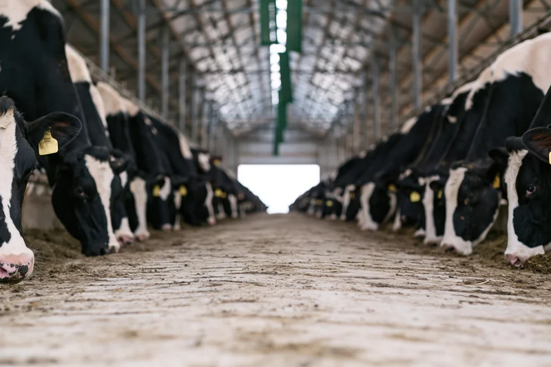 Holstein dairy cows feeding in rows along both sides of a barn aisle