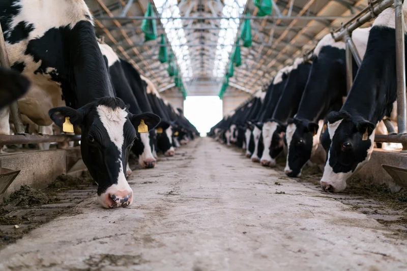 Holstein dairy cows feeding in rows along both sides of a barn aisle