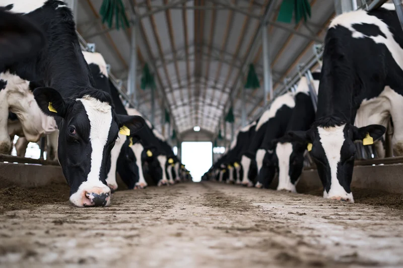Holstein dairy cows feeding in rows along a barn trough