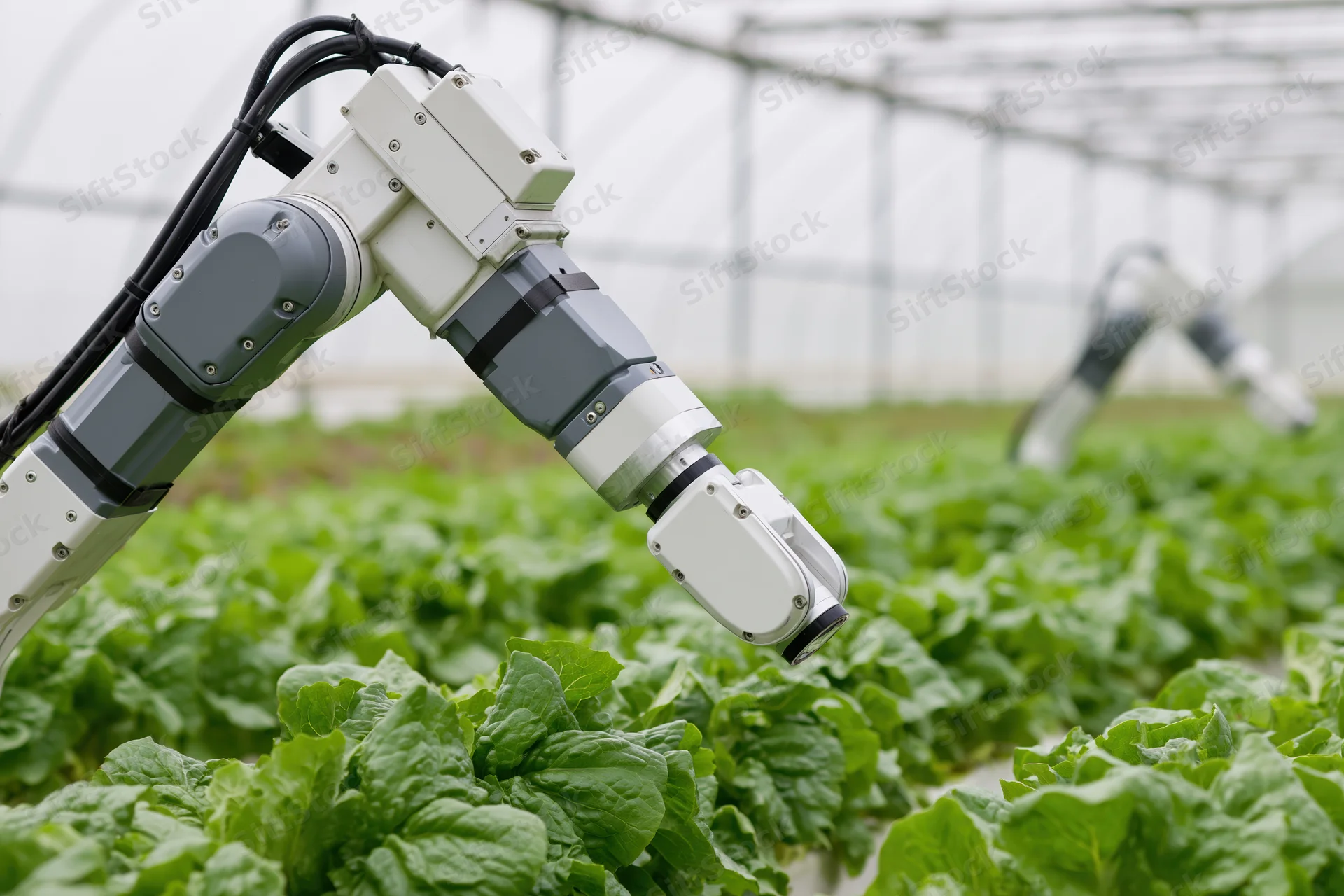 Robotic arms inspecting lettuce plants in a greenhouse