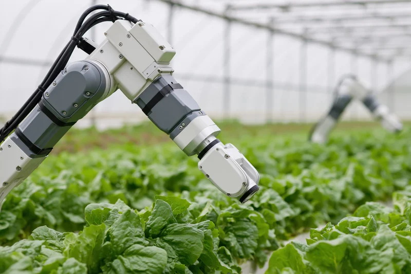Robotic arms inspecting lettuce plants in a greenhouse