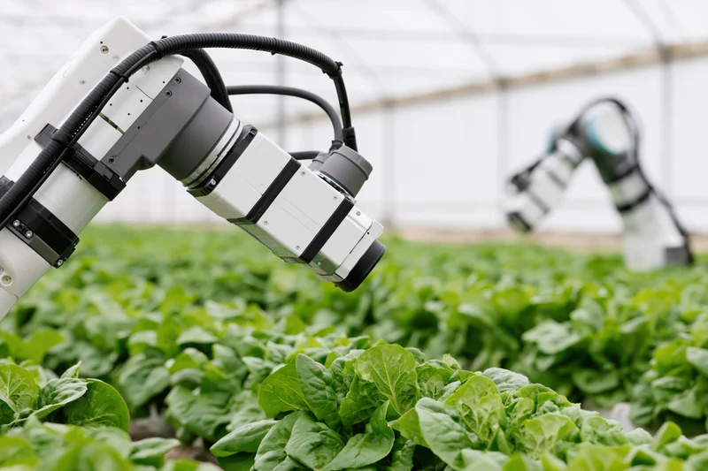 Robotic arms hovering over rows of lettuce in a greenhouse