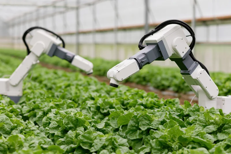 Robotic arms harvesting lettuce in a greenhouse farm