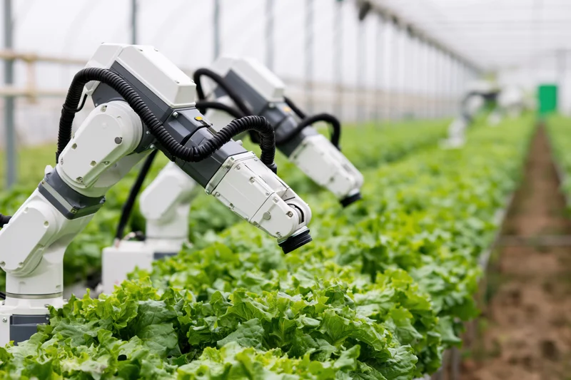 Robotic arms inspecting rows of lettuce in a greenhouse farm